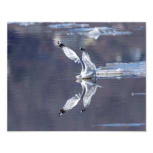 14x11 glatte Reflektionen Fotodruck