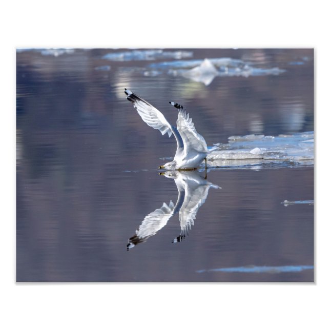 14x11 glatte Reflektionen Fotodruck (Vorne)