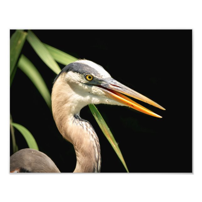 14x11 Great Blue Heron Fotodruck (Vorne)