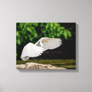 14x11 Großer Egret Leinwanddruck