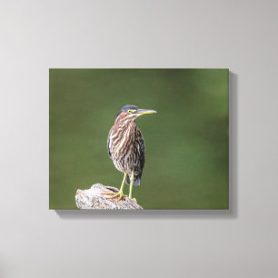 14x11 Grüner Heron auf einem Protokoll Leinwanddruck