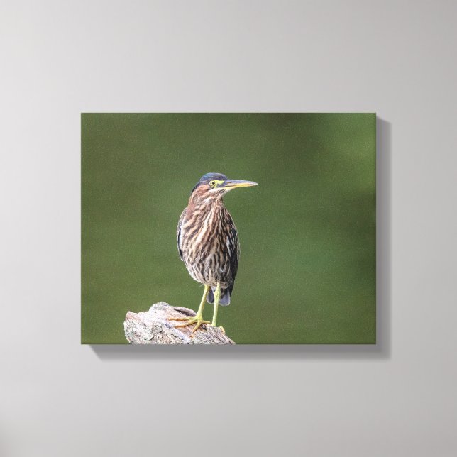 14x11 Grüner Heron auf einem Protokoll Leinwanddruck (Vorderseite)