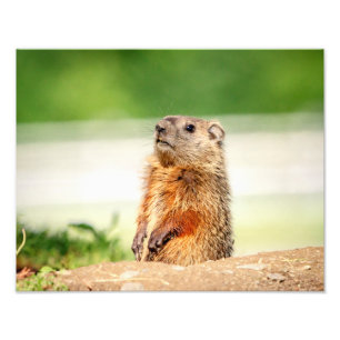 14x11 Junge Groundhog Fotodruck