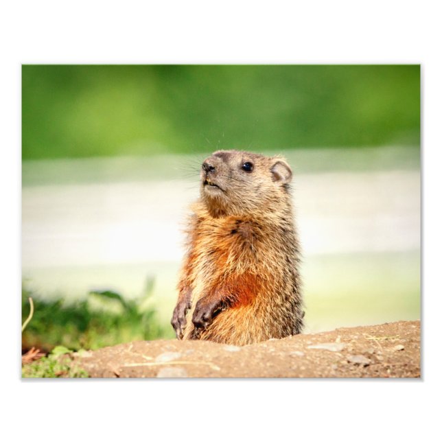 14x11 Junge Groundhog Fotodruck (Vorne)