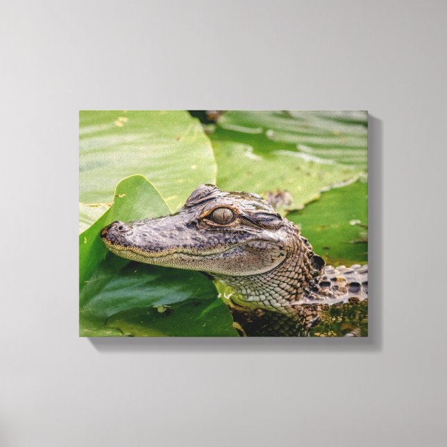 14x11 Junger Alligator Leinwanddruck (Vorderseite)