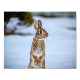 14x11 Kaninchen im Schnee Fotodruck