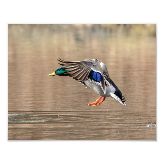 14x11 Mallard Duck im Flug Fotodruck (Vorne)