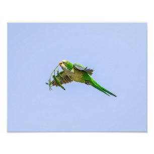 14x11 Monk Parakeet im Rio Grande Tal Fotodruck