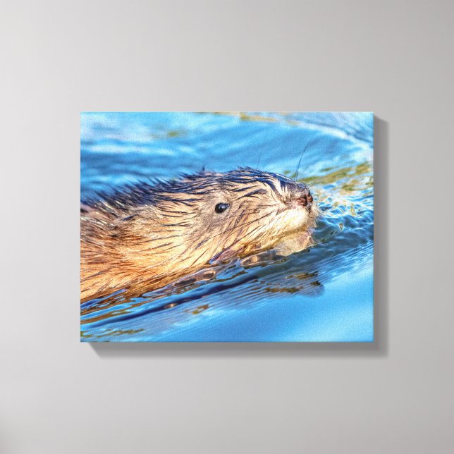 14x11 Muskrat in Vassar Farms Ecological Preserve Leinwanddruck (Vorderseite)