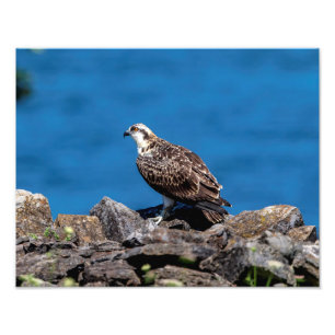 14x11 Osprey auf den Felsen Fotodruck