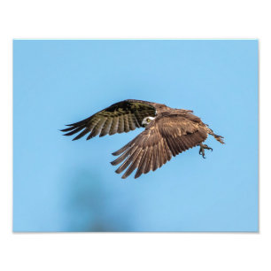 14x11 Osprey auf Honeymoon Island Staat Park Fotodruck