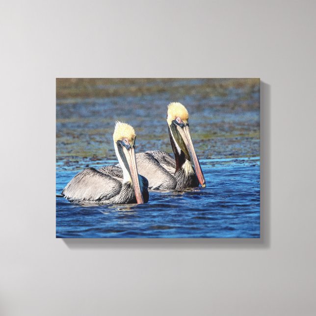 14x11 Paar Pelikane Leinwanddruck (Vorderseite)