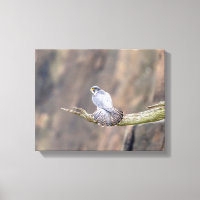 14x11 Peregrine Falcon im Palisades Interstate