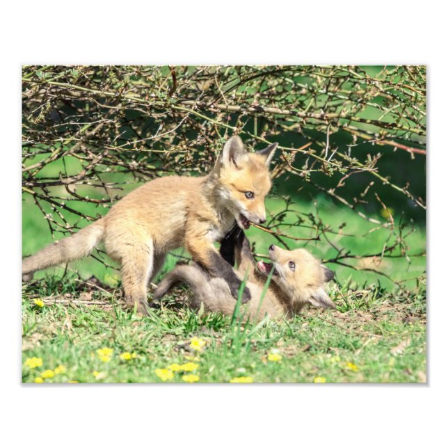 14x11 Red Fox Kits spielen Fotodruck (Vorne)
