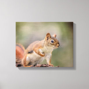 14x11 Rotes Eichhörnchen Leinwanddruck
