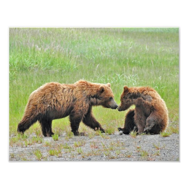 14x11 Satin-Foto von Grizzlybärchen Fotodruck (Vorne)
