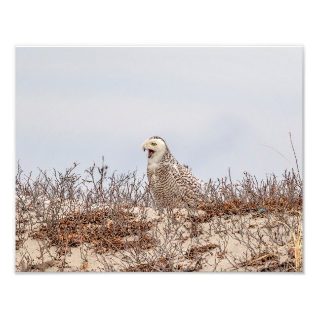 14x11 Schneeeule am Strand Fotodruck (Vorne)