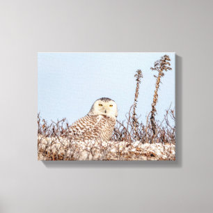 14x11 Schneeeule am Strand Leinwanddruck