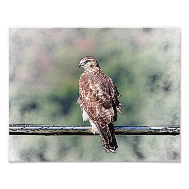 14x11 Ungetüm Rotschwanzfalken Fotodruck (Vorne)