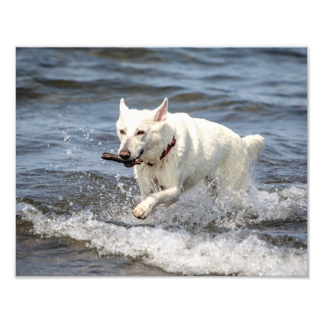 14x11 Weiße Deutsche Scheune am George-See Fotodruck (Vorne)