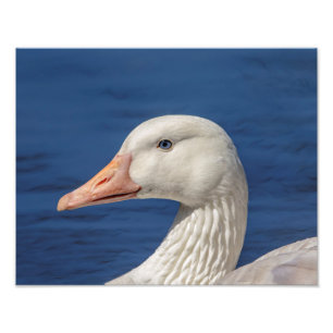 14x11 Weiße Kanadische Gans Fotodruck
