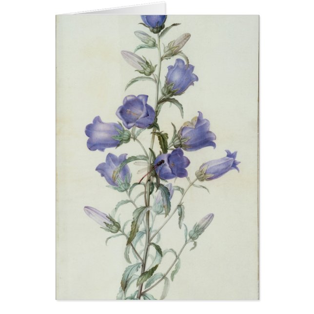 15: Campanula: Medium 1787 (Vorne)