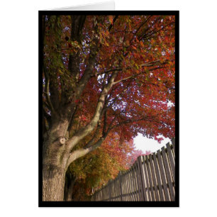 ~ 15 d'automne