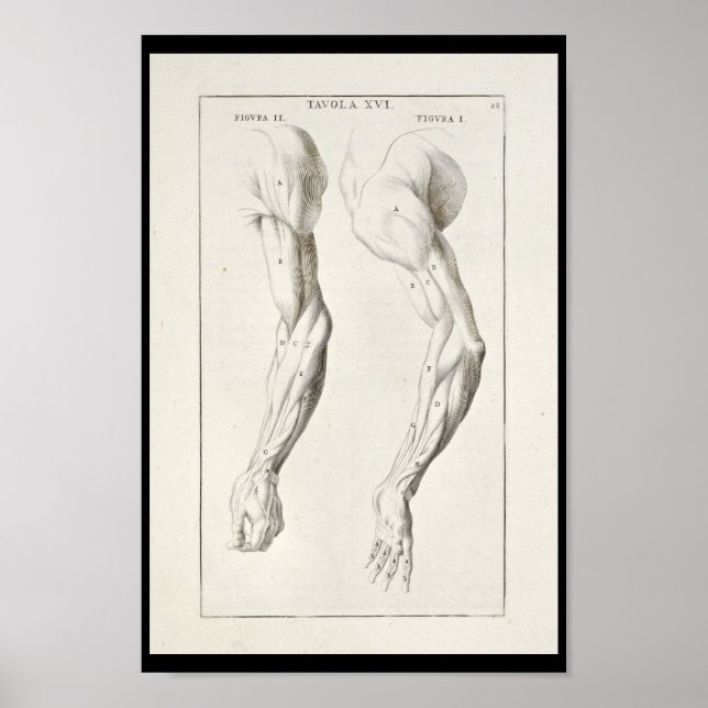 1691 Artistische Anatomie Armmuskeln Art Print Poster (Vorne)