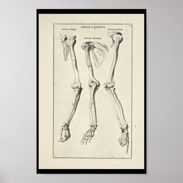 1691 Künstlerische Anatomie Armknochen Kunst druck Poster (Vorne)