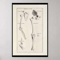 1691 Künstlerische Anatomie Armknochen Kunst druck
