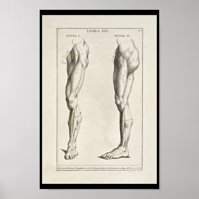 1691 Künstlerische Anatomie Beinmuskeln Art Print Poster (Vorne)