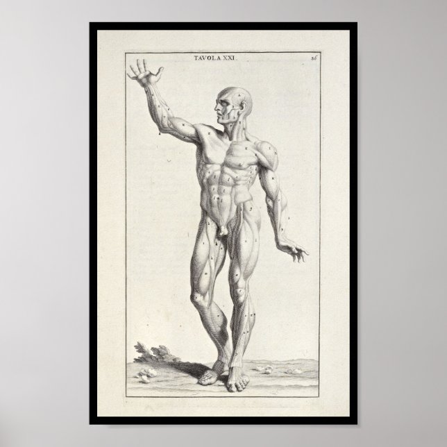 1691 Künstlerische Anatomie Muskeln Körperkunst dr Poster (Vorne)