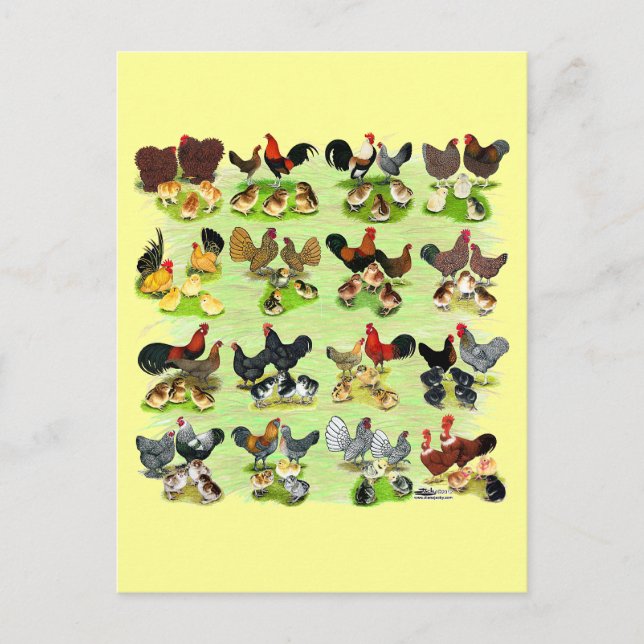 16 Huhn-Familien Postkarte (Vorderseite)