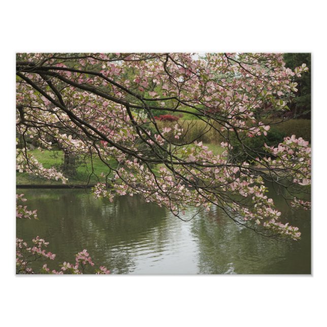 16"x12" Rosa Dogwood Fotodruck (Vorne)