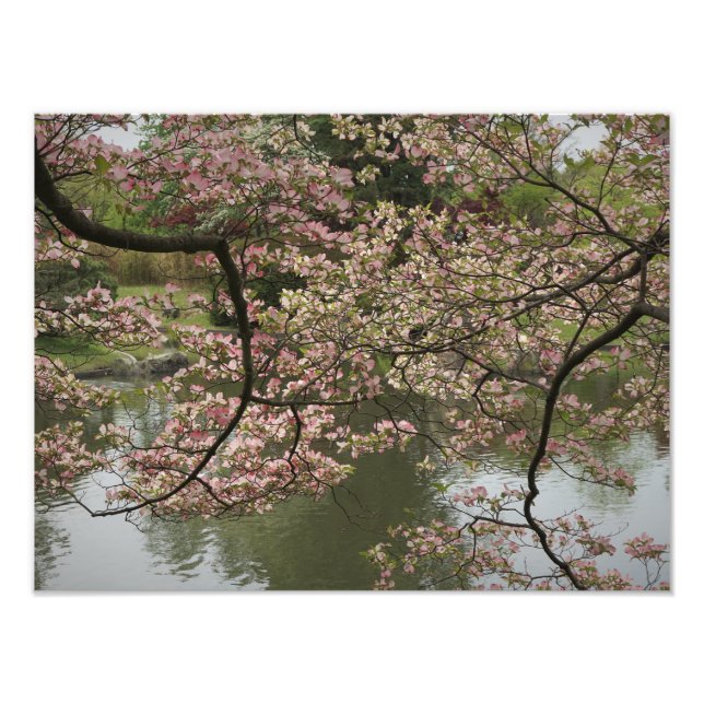 16"x12" Rosa Dogwood Fotodruck (Vorne)