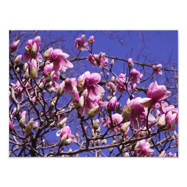 16"x12" Rosa Magnolia Fotodruck (Vorne)