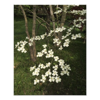16"x20" Weißer Dogholzbaum Fotodruck