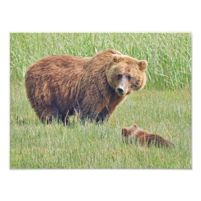 16x12 Grizzlybären Foto Print (Vorne)