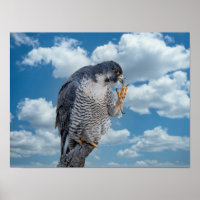 16x12 Peregrine Falcon entlang des Hudson River