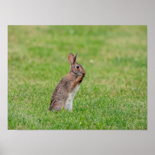 16x12 Rabbit standing in the grass and looking shy Poster (Vorne)