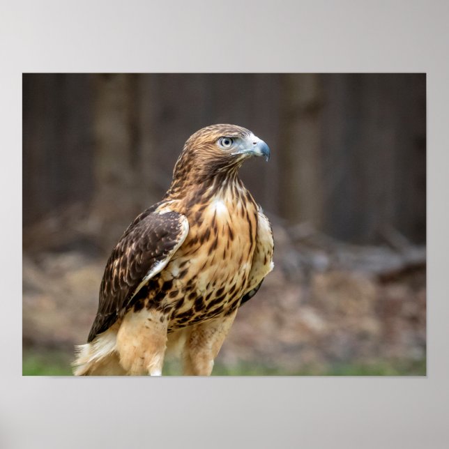 16x12 Rotschwanzhawk im Hudson-Tal Poster (Vorne)