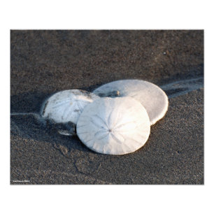 16X20 Ein Trio SandDollars Fotodruck
