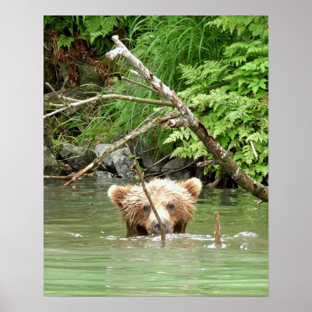 16x20 Poster Papier (Matte) de grizzli (Devant)
