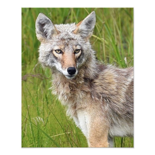 16x20 Satin-Foto des Koyoten Fotodruck (Vorne)