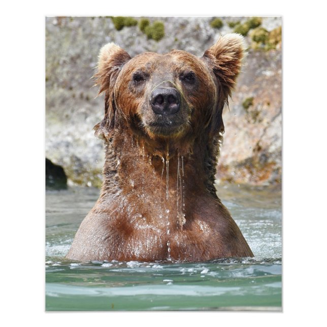 16x20 Satinbär, Foto aus Grizzlybär (Vorne)