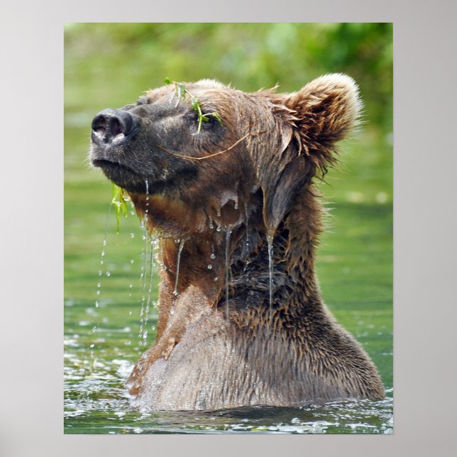 16x20 Value Poster Paper (Matte) mit Grizzlybär (Vorne)