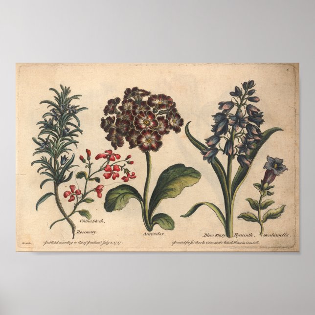 1757 Botanische Blume Art Print Rosemary Poster (Vorne)