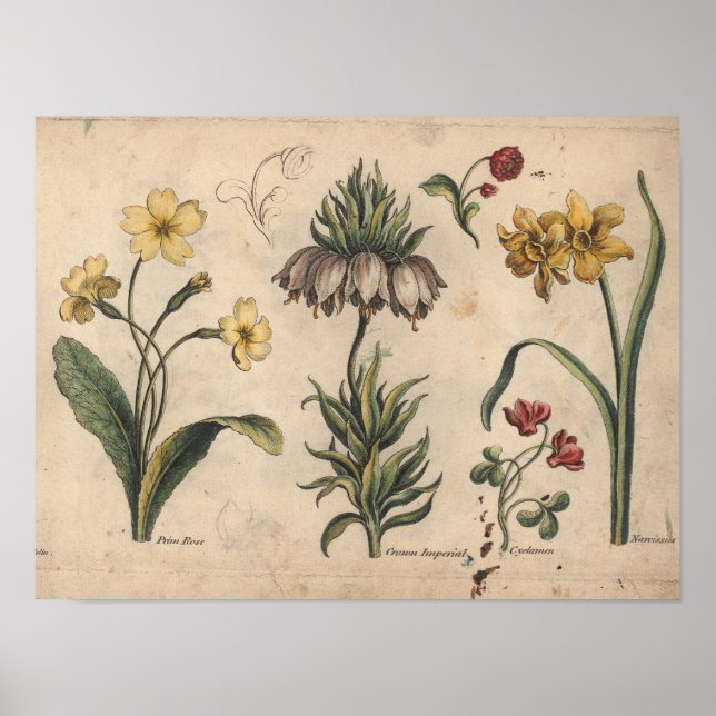 1757 Botanische Blume Art Printing Prime Rose Poster (Vorne)