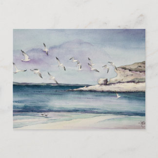 1774 Seagulls bei Sandy Beach Postcard Postkarte