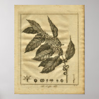 1817 Impression de la plante de culture de café
